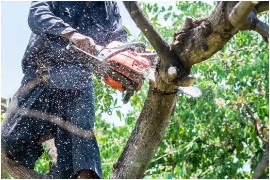 tree services Broken Bow